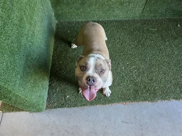 An adult medium-sized male Pit Bull Terrier dog named Zuko for adoption in Lancaster, CA