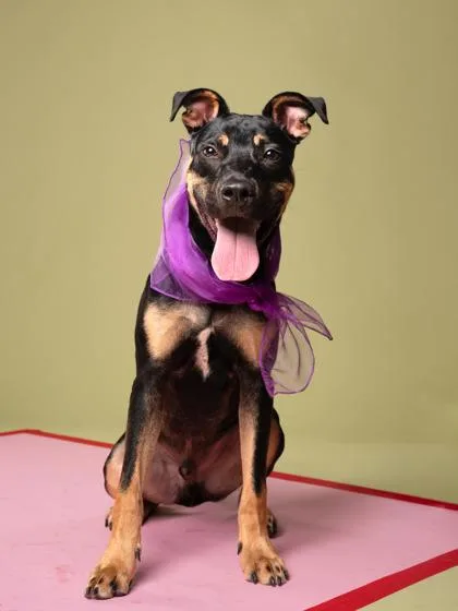 A young small-sized male Mixed Breed dog named Tippy Tappy for adoption in Atlanta, GA