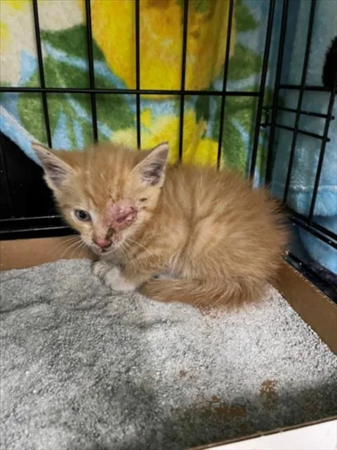 A baby small-sized male Domestic Short Hair cat named A for adoption in Tracy, CA