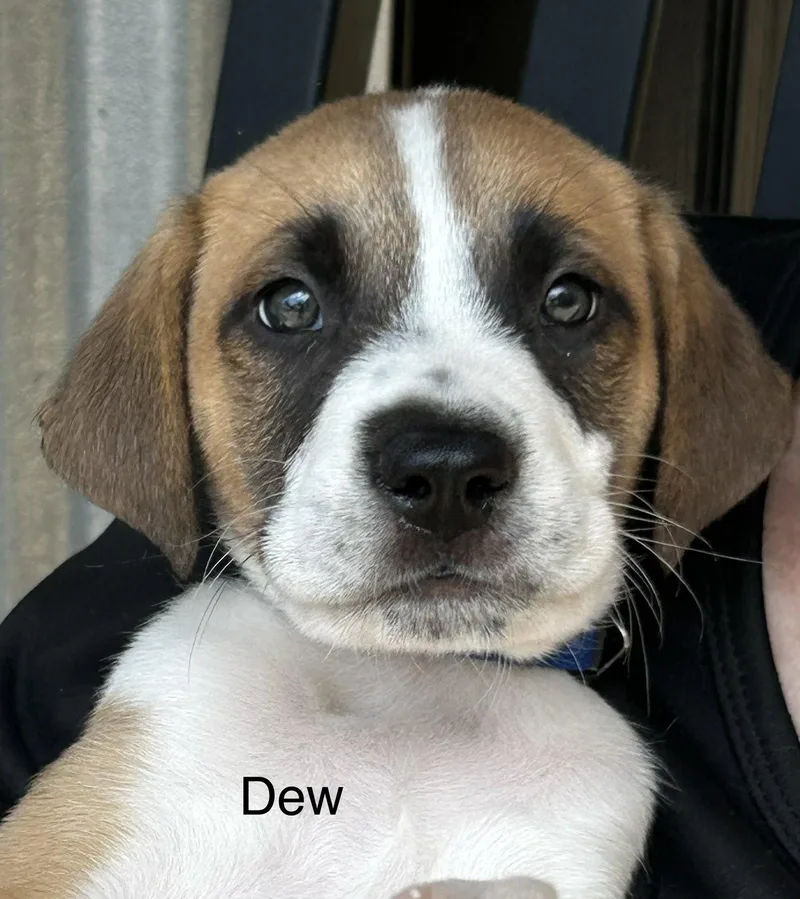 Dew Lonestar
