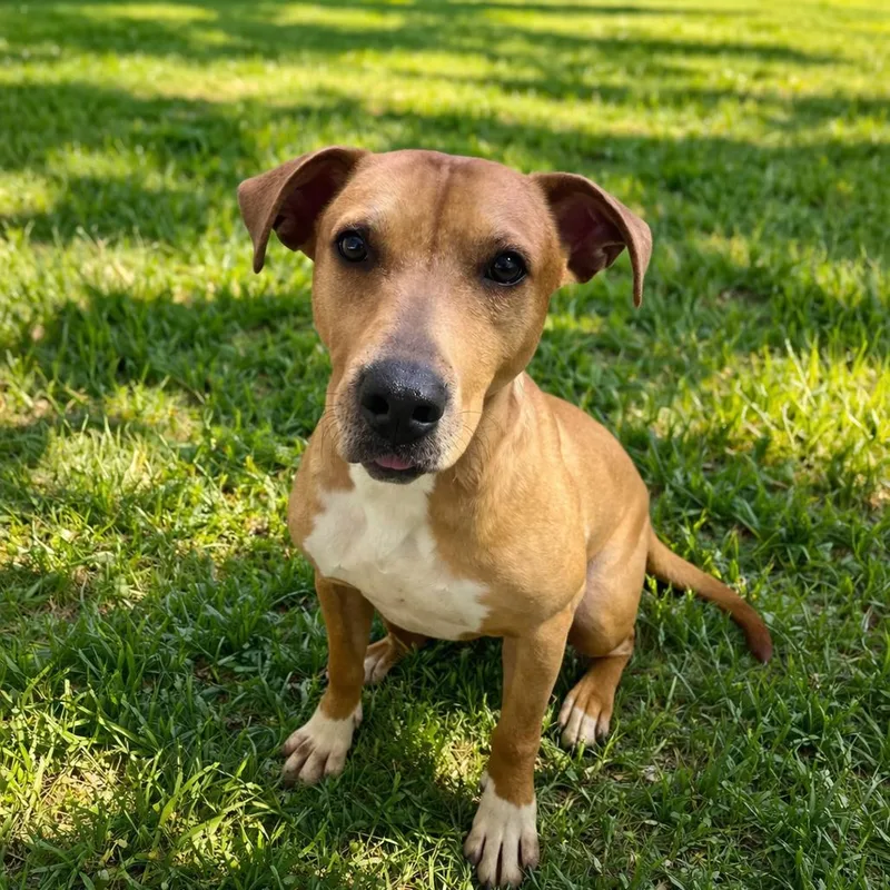 A young medium-sized male Yellow / Tan / Blond / Fawn Mixed Breed dog named Reuben for adoption in Wappingers Falls, NY