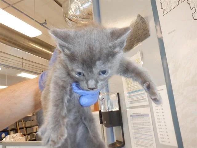 A young small-sized female Domestic Short Hair cat named Popcorn for adoption in San Jose, CA