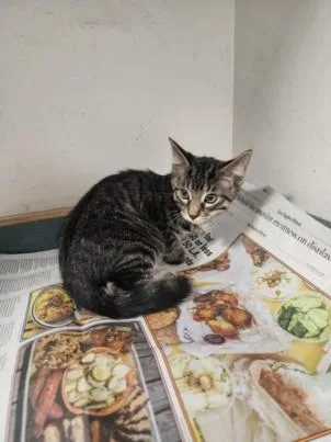 A baby small-sized male Domestic Short Hair cat named Tito for adoption in Chatsworth, CA
