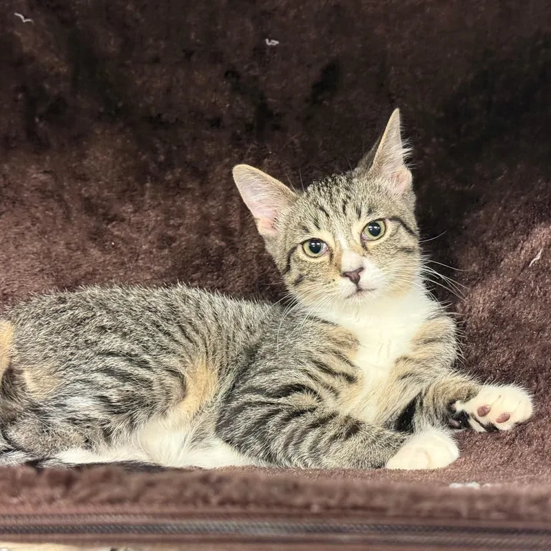 A baby small-sized male Brown / Chocolate Domestic Short Hair cat named Willy for adoption in Richmond, IN