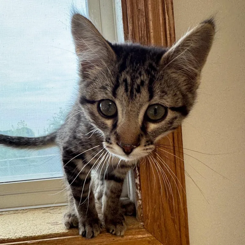 A baby small-sized female Brown / Chocolate Domestic Short Hair cat named Pippa for adoption in Milford, IA