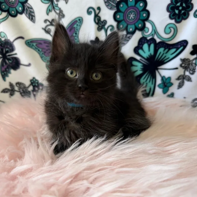 A baby small-sized male Black Domestic Medium Hair cat named Beetle for adoption in Deerfield, IL