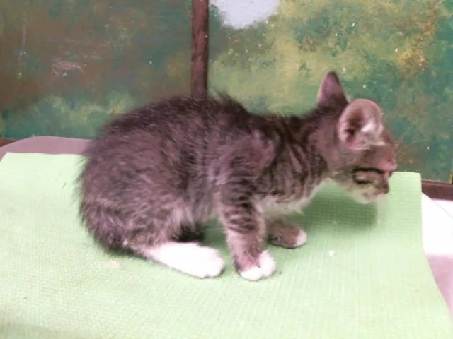 Leo