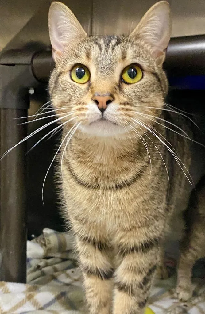 An adult small-sized male Domestic Short Hair cat named Mufasa for adoption in Chickamauga , GA