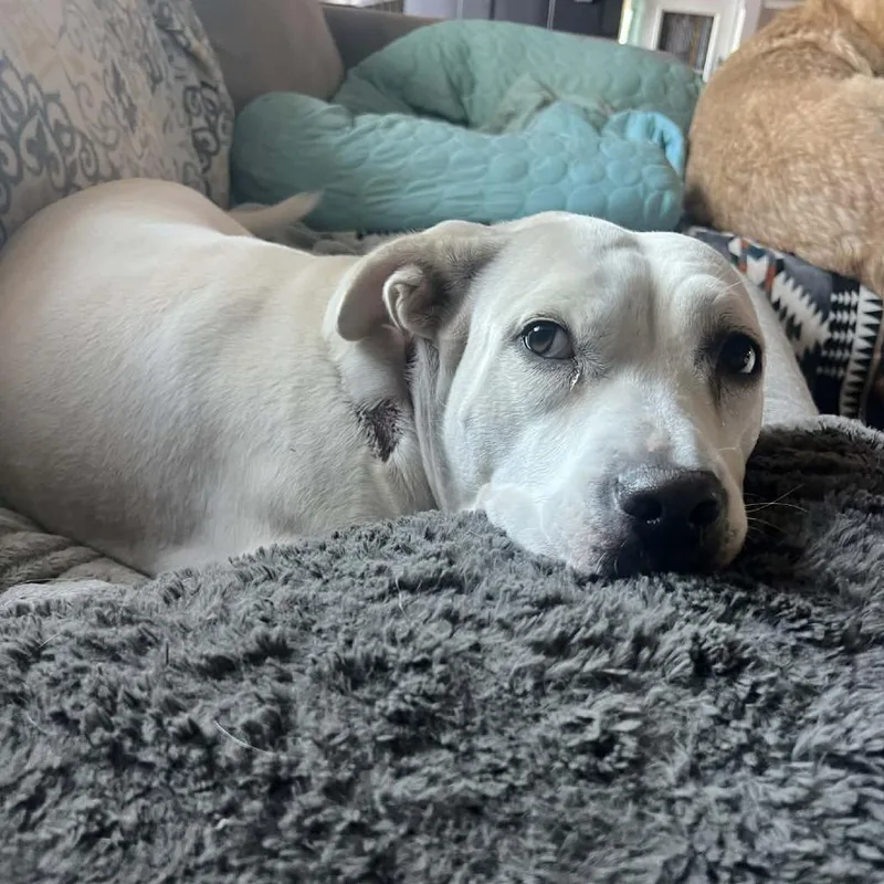 A young medium-sized female White / Cream Terrier dog named Harley Q for adoption in Beulaville, NC