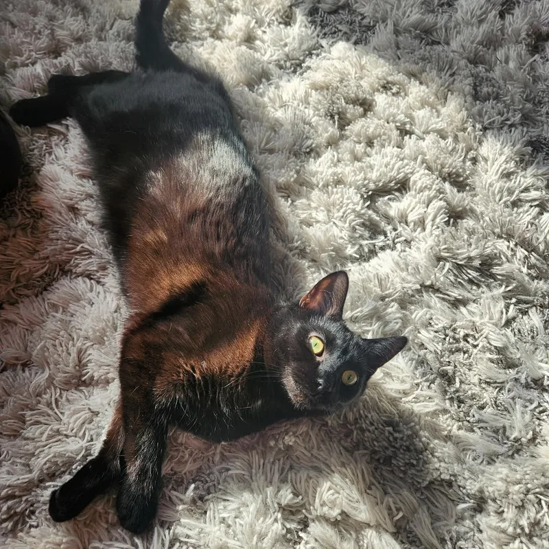 A young small-sized female Black Domestic Short Hair cat named Hesper for adoption