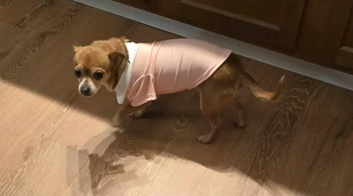 Jasmine And Lady Gray thumbnail 2