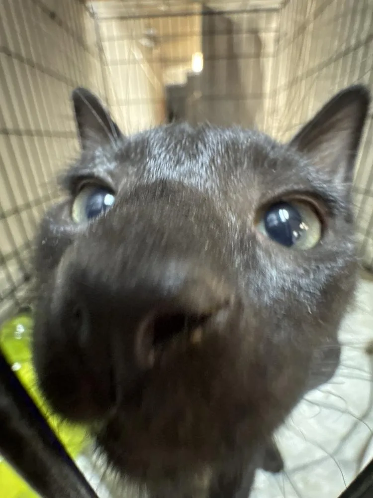 A baby small-sized male Domestic Short Hair cat named Grumpy MD for adoption in Fort Walton Beach, FL