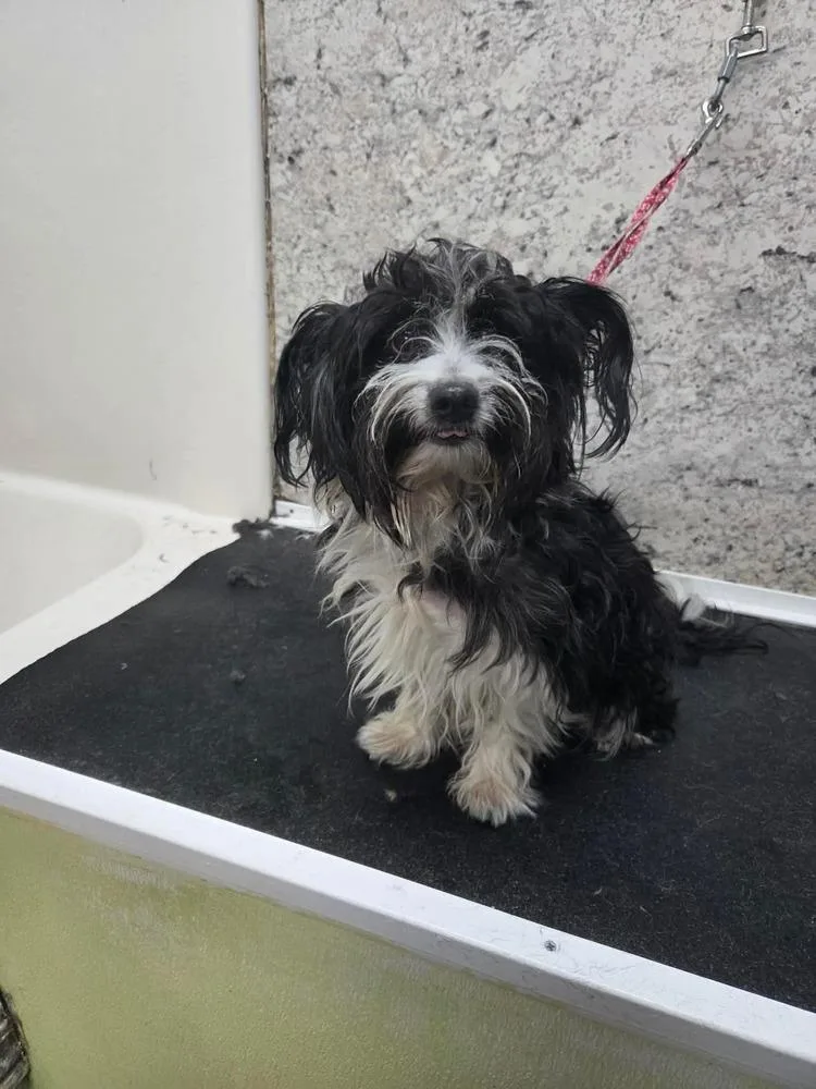 An adult small-sized male Terrier dog named Boots for adoption in Rathdrum, ID