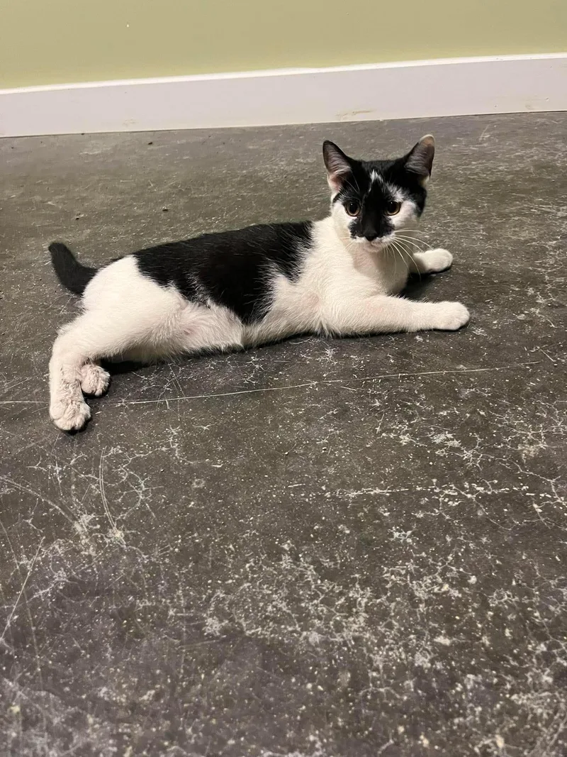 Penelope