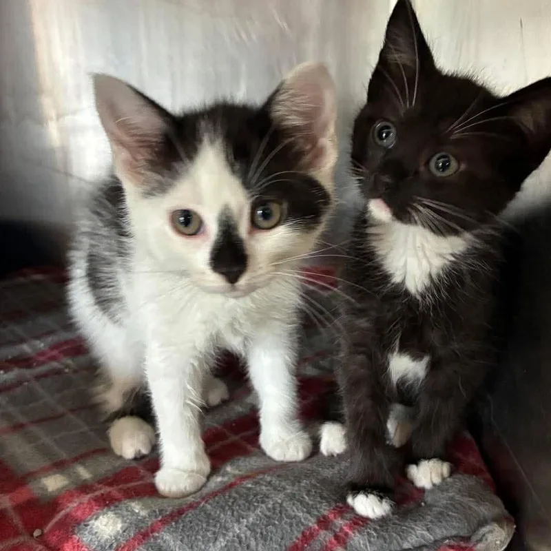 A baby medium-sized female Black Domestic Short Hair cat named Kiki for adoption in Petersburg, IL