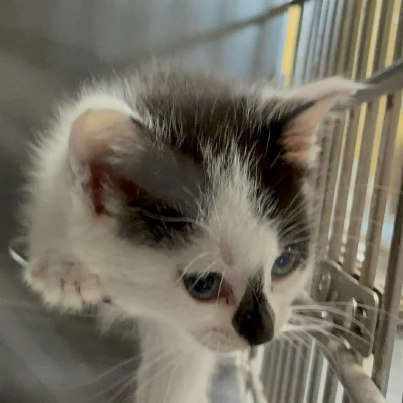 Kiki thumbnail 3