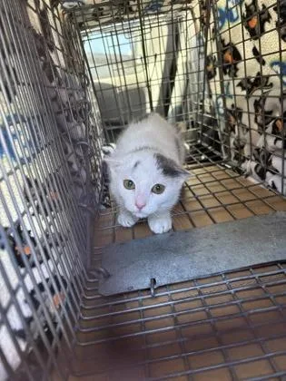 A baby small-sized female Domestic Short Hair cat named Tibs for adoption in Seattle, WA