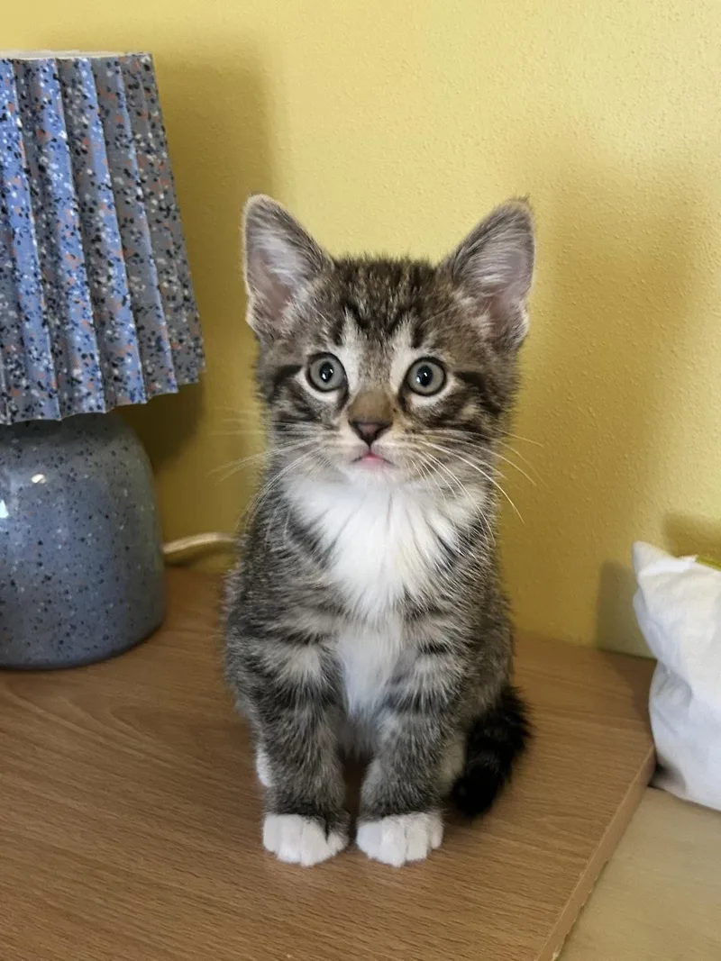 A baby medium-sized male Domestic Short Hair cat named Buzz for adoption in Plover, WI