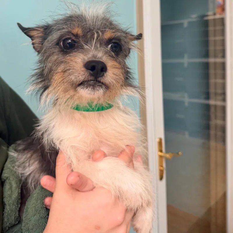 A young small-sized male Gray / Blue / Silver Yorkshire Terrier dog named Ian for adoption in Columbus, GA