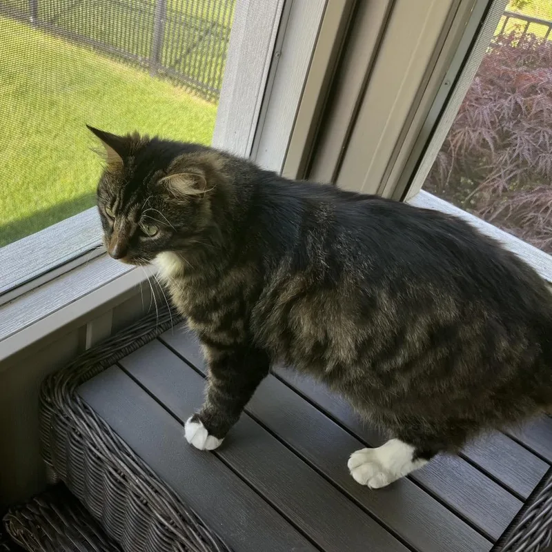 Simon
