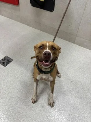An adult medium-sized male Pit Bull Terrier dog named Teddy for adoption in Honolulu, HI