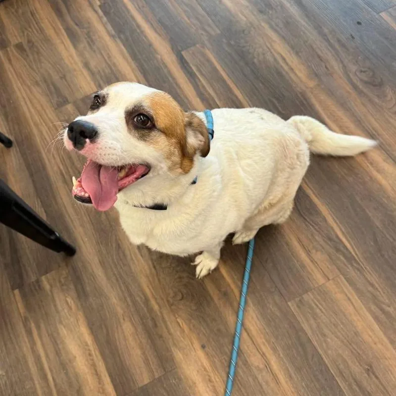 A senior medium-sized female White / Cream Mixed Breed dog named Mia for adoption in Jeffersonville, IN
