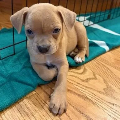 A baby small-sized male Chihuahua dog named Showtime for adoption in Elk Grove Village, IL