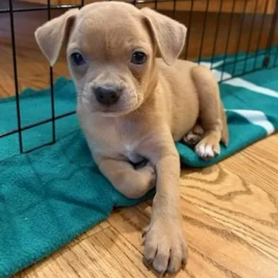 Showtime thumbnail 2