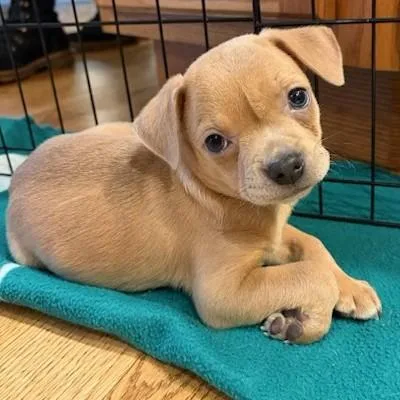 Showtime thumbnail 3