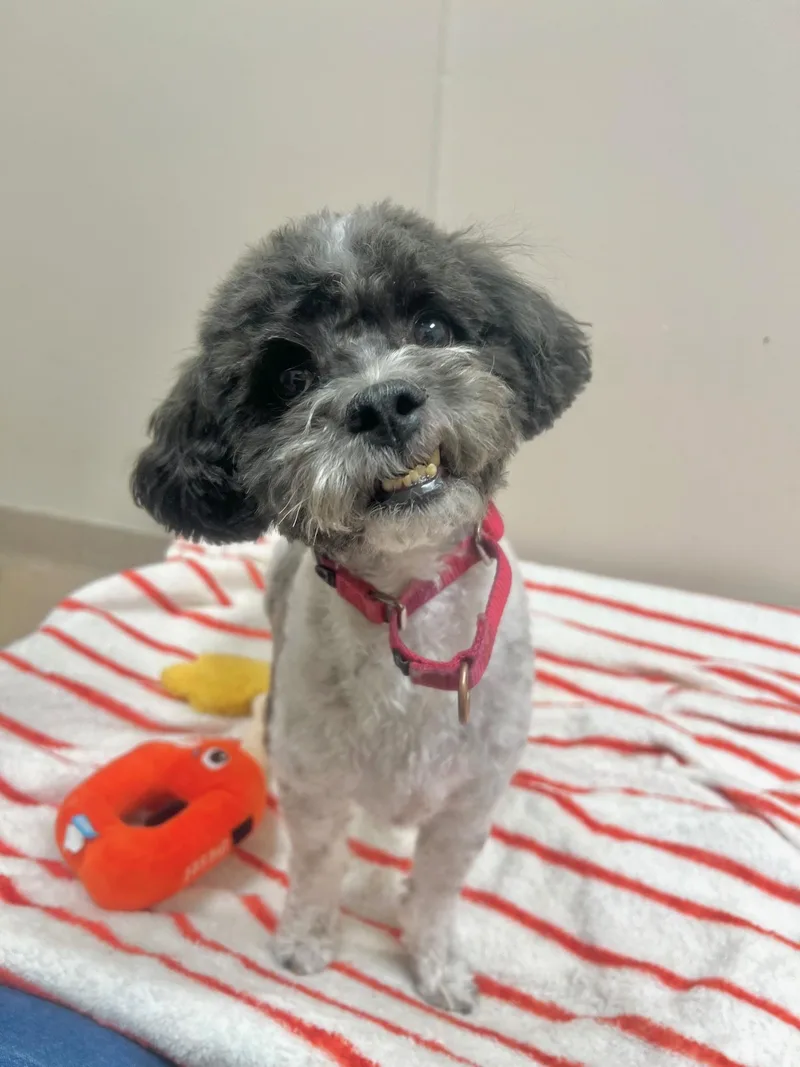 Oscarloyal  Playful  thumbnail 2