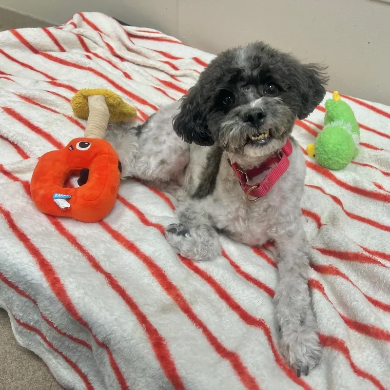 Oscarloyal  Playful  thumbnail 3