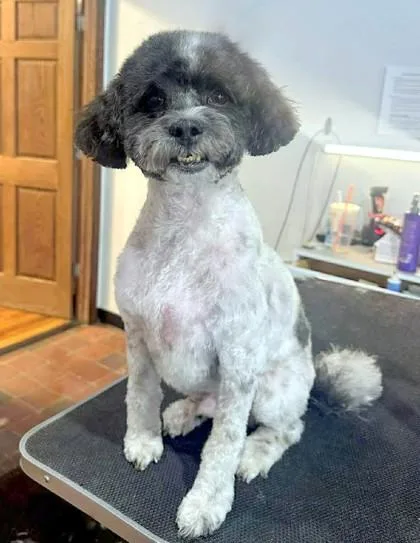 Oscarloyal  Playful  thumbnail 4