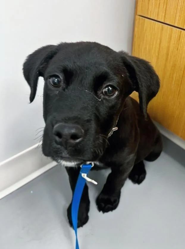 A baby medium-sized male Labrador Retriever dog named Trey for adoption in Hartsville, SC