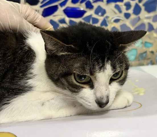 An adult medium-sized female Domestic Short Hair cat named Sally for adoption in Pensacola, FL