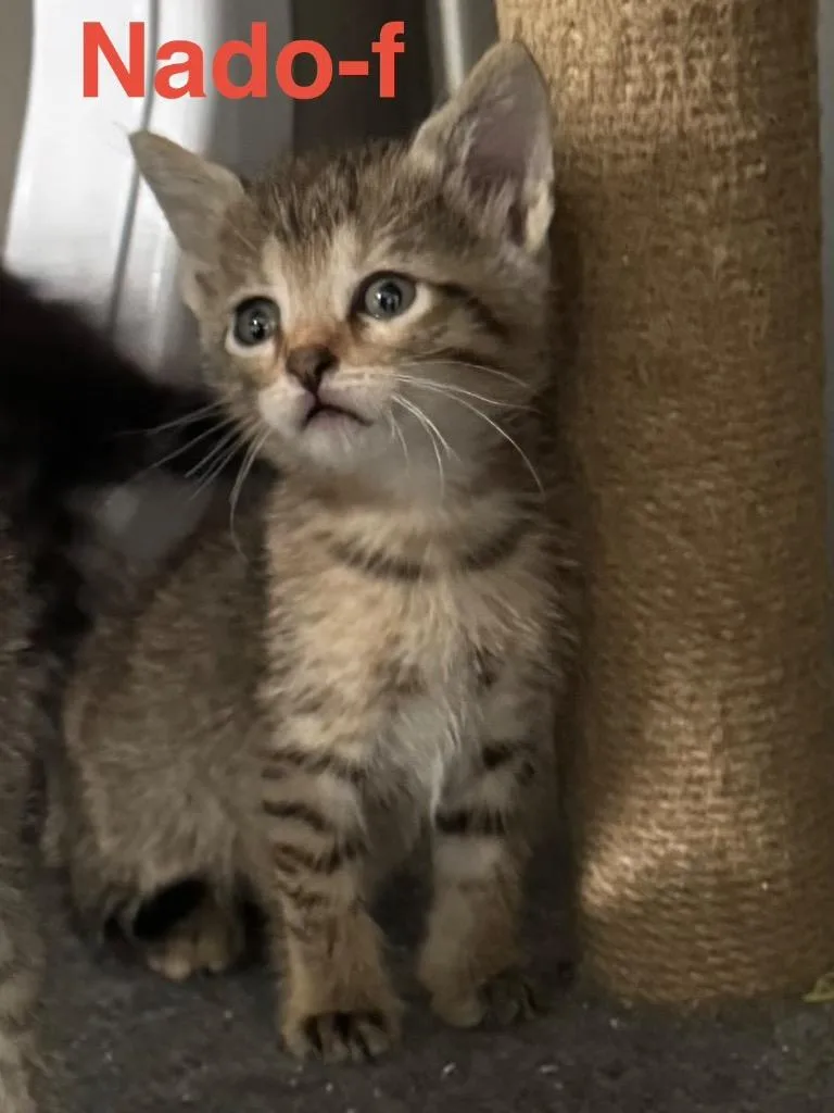 A baby small-sized female Tabby cat named Nado for adoption in Brookhaven, MS