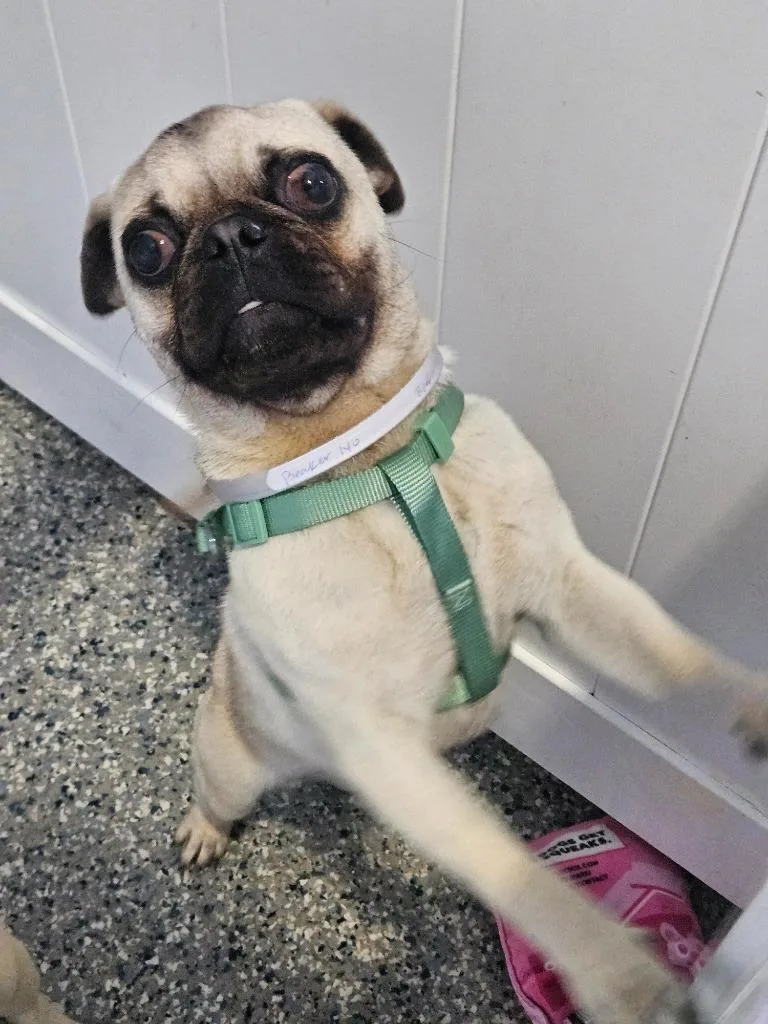 A baby small-sized male Pug dog named Beaker for adoption in Gardena, CA