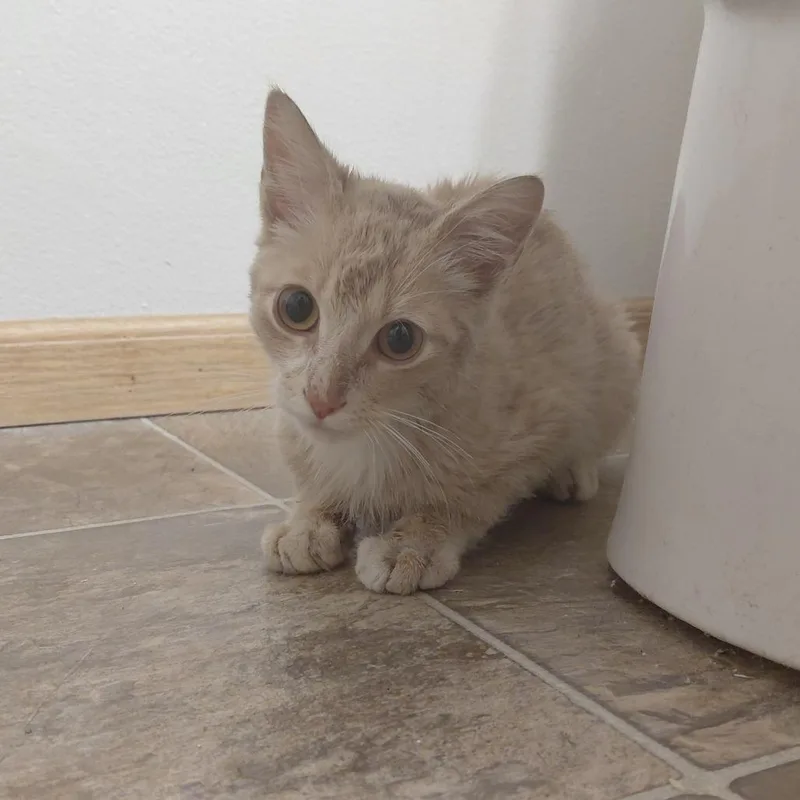 A baby small-sized female Orange / Red Domestic Short Hair cat named Found th ST NW for adoption in Rochester, MN