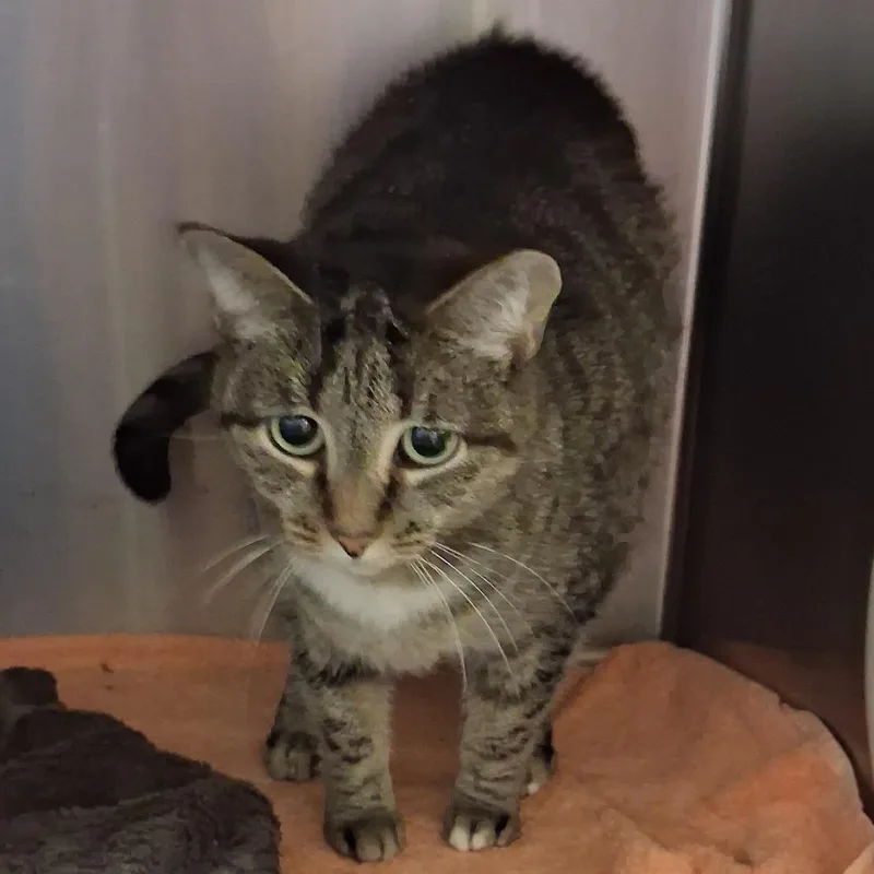 An adult medium-sized female Brown / Chocolate Domestic Short Hair cat named Pampers for adoption in York, PA