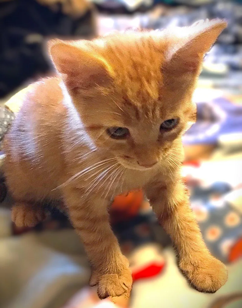 Jet