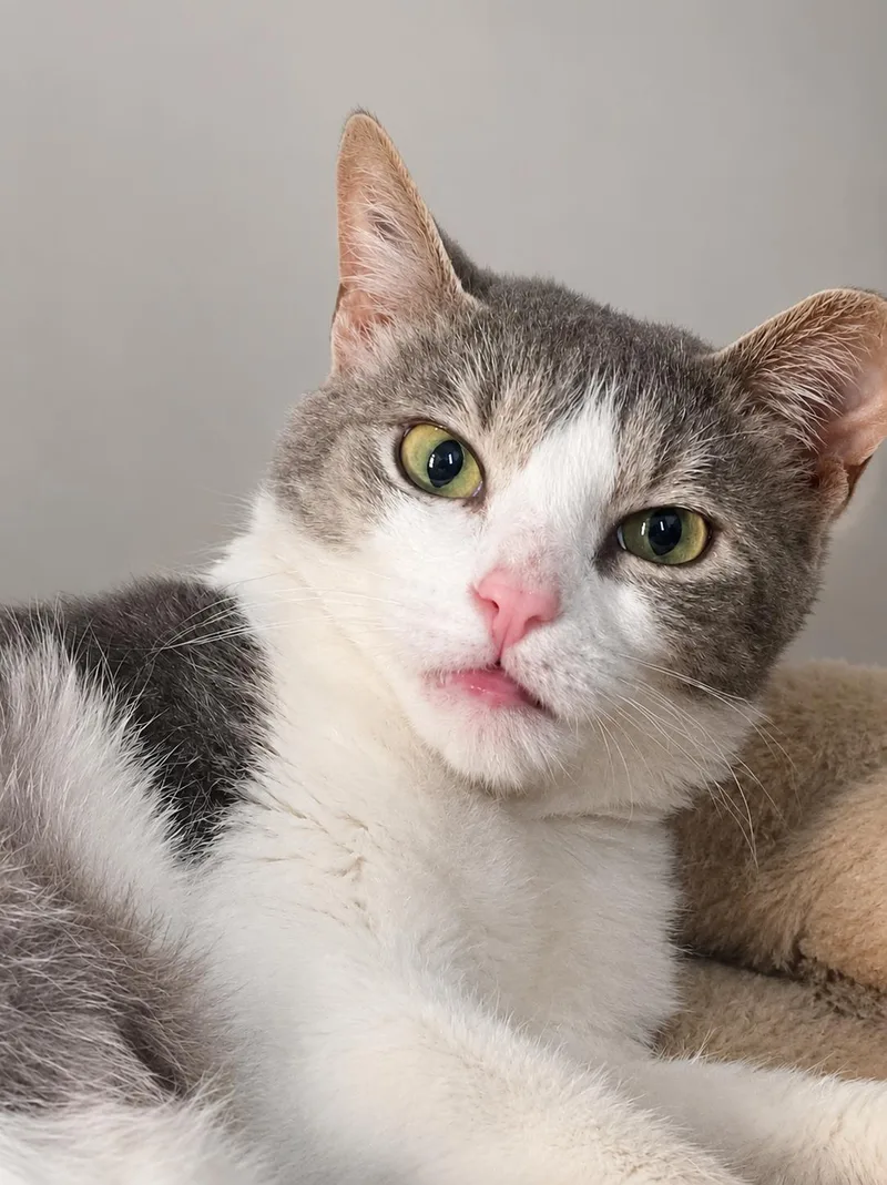 A young medium-sized female Gray & White Domestic Short Hair cat named Ekerini for adoption in Alexandria, VA