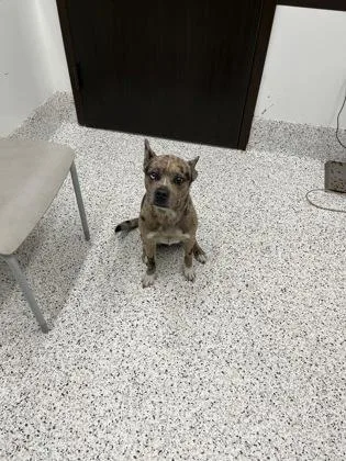 An adult medium-sized male Mixed Breed dog named Okefenokee for adoption in Atlanta, GA