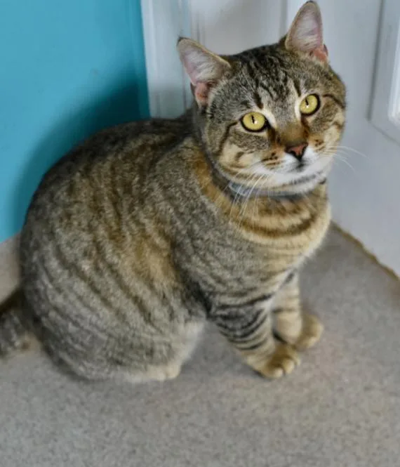An adult medium-sized male Tabby (Brown / Chocolate) Domestic Short Hair cat named Hercules for adoption in Marietta, GA