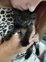 A young medium-sized male Black Domestic Short Hair cat named Okie for adoption in Portsmouth, OH