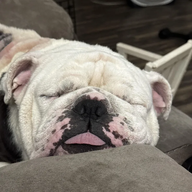 An adult large-sized male English Bulldog dog named Frederick Von Wrinkles for adoption in Cincinnati, OH
