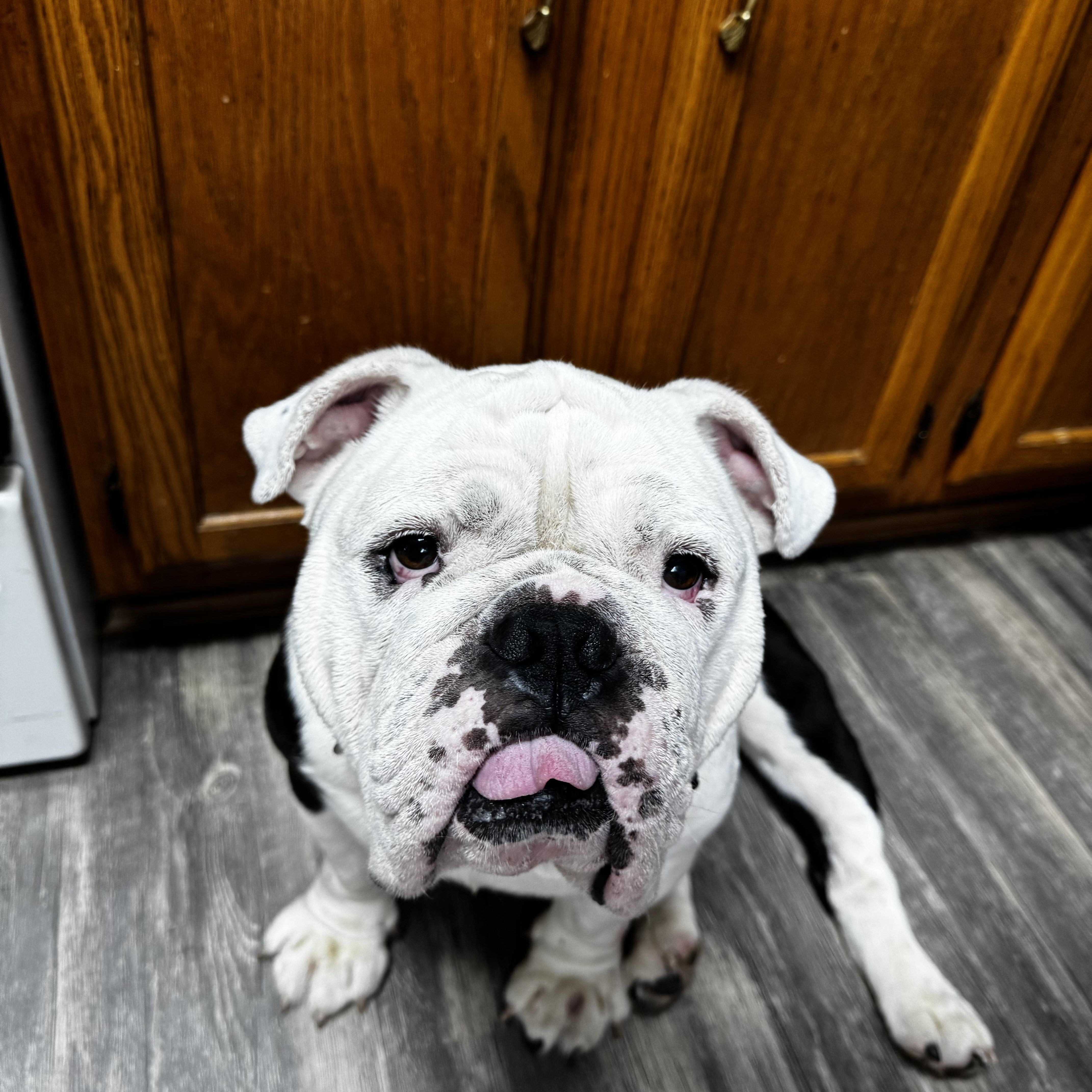 Frederick Von Wrinkles thumbnail 3