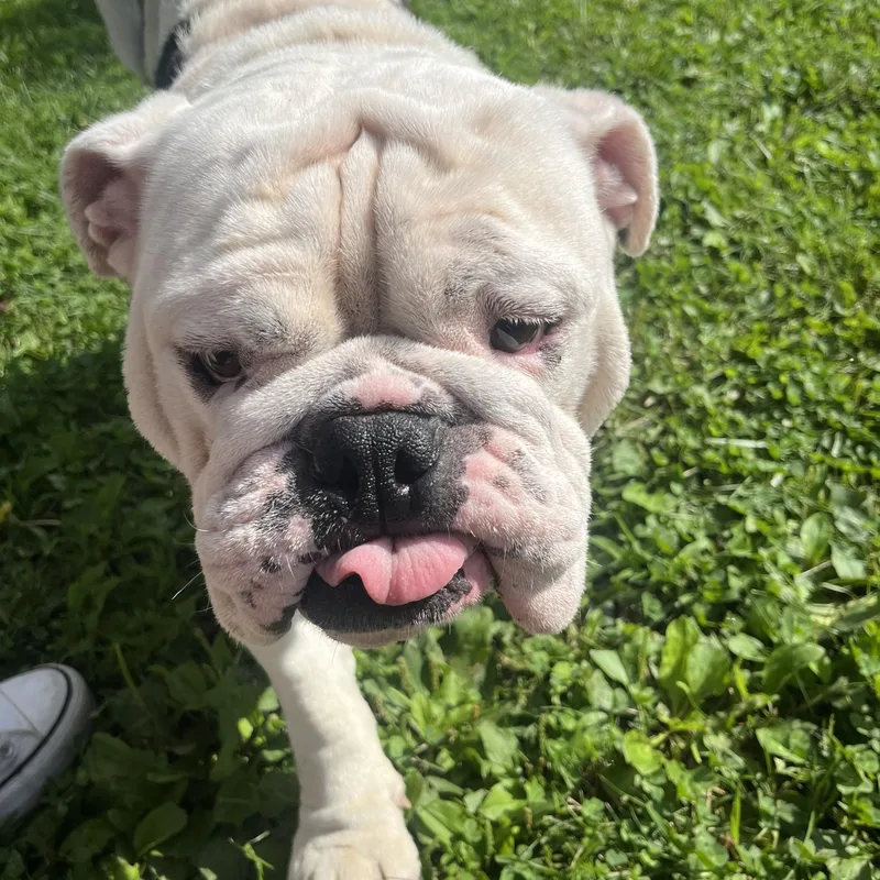 Frederick Von Wrinkles thumbnail 4