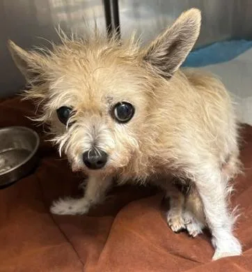 A senior small-sized female Jack Russell Terrier dog named Lulu for adoption in Wingdale, NY