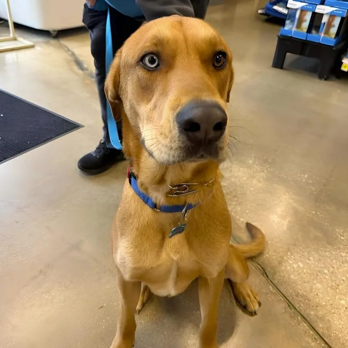 A young medium-sized male Apricot / Beige Labrador Retriever dog named Billy Boy for adoption in Naperville, IL