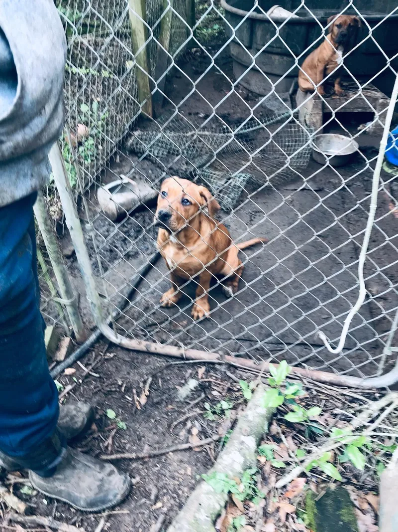 A baby medium-sized male Red / Chestnut / Orange Mixed Breed dog named Bella And Benji for adoption in Cantonment, FL