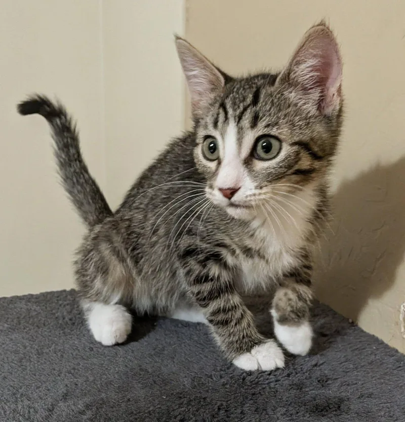 A baby medium-sized female Tabby (Brown / Chocolate) Domestic Short Hair cat named Coriander for adoption in Queen Creek, AZ